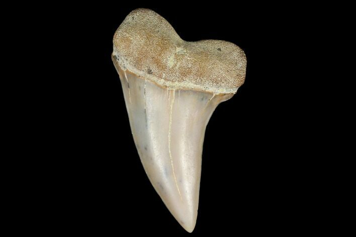 1.42" Fossil Shark Tooth (Carcharodon planus) - Bakersfield, CA
